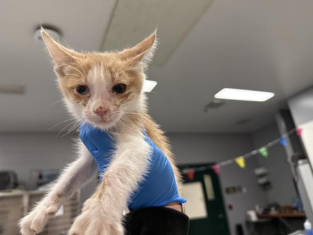 Shelter Stray Male Cat last seen Near BLOCK N PACHETA SQ, THOUSAND PALMS CA 92276, 72050 Pet Land Pl, Thousand Palms, CA 92276, USA