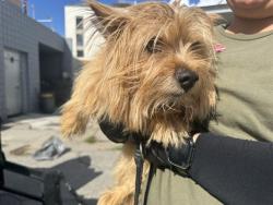 Shelter Stray Male Dog last seen Near BLOCK GEORGINA, 1640 9th St, Santa Monica, CA 90404, USA