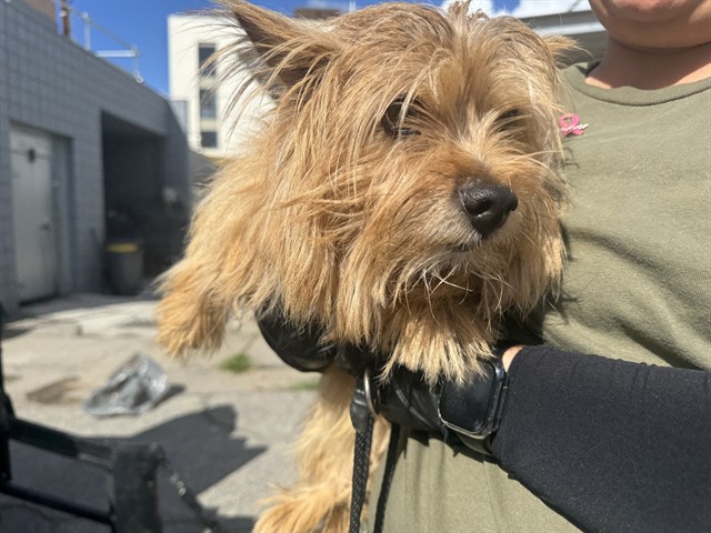 Shelter Stray Male Dog last seen Near BLOCK GEORGINA, 1640 9th St, Santa Monica, CA 90404, USA