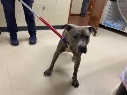 Shelter Stray Male Dog last seen Near BLOCK B N 21ST ST, 3839 W Burnham St, West Milwaukee, WI 53215, USA