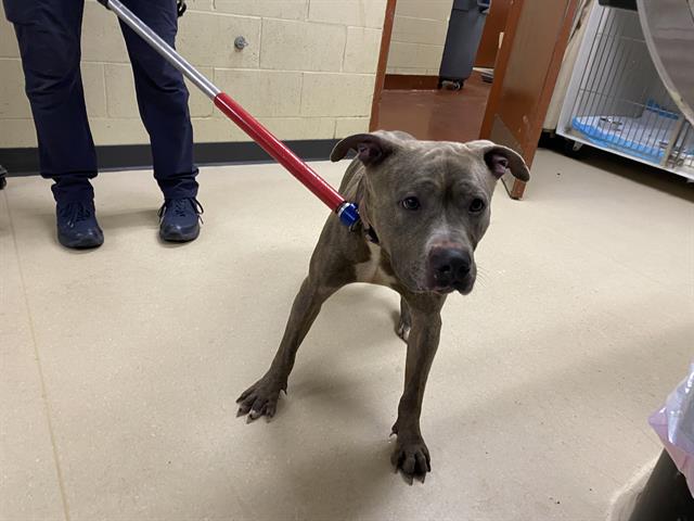 Shelter Stray Male Dog last seen Near BLOCK B N 21ST ST, 3839 W Burnham St, West Milwaukee, WI 53215, USA