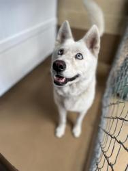 Shelter Stray Female Dog last seen FOURTH AVE & F ST, 130 Beyer Way, Chula Vista, CA 91911, USA