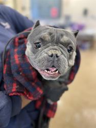 Shelter Stray Female Dog last seen THIRD AVE & L ST, 130 Beyer Way, Chula Vista, CA 91911, USA