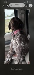 Lost Female Dog last seen Del prado, Cape Coral, FL 33909