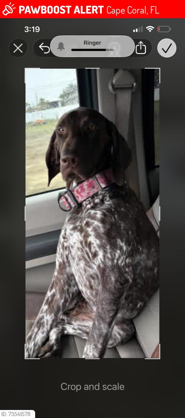 Lost Female Dog last seen Del prado, Cape Coral, FL 33909