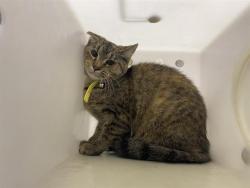 Shelter Stray Unknown Cat last seen Near BLOCK N 30TH ST, 3839 W Burnham St, West Milwaukee, WI 53215, USA