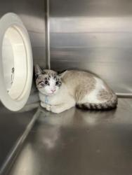 Shelter Stray Male Cat last seen HIGHLAND AVE & E 2ND AVE, 130 Beyer Way, Chula Vista, CA 91911, USA