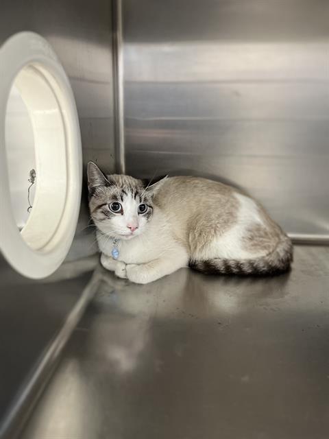Shelter Stray Male Cat last seen HIGHLAND AVE & E 2ND AVE, 130 Beyer Way, Chula Vista, CA 91911, USA