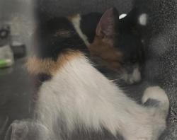 Shelter Stray Female Cat last seen Near BLOCK S KNOX CT, DENVER CO 80236 6121, 2080 S Quebec St, Denver, CO 80231, USA