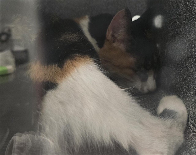 Shelter Stray Female Cat last seen Near BLOCK S KNOX CT, DENVER CO 80236 6121, 2080 S Quebec St, Denver, CO 80231, USA