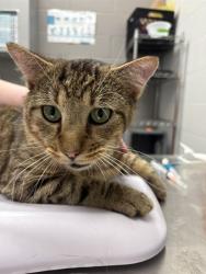 Shelter Stray Male Cat last seen Near, 5001 E Raymond St, Indianapolis, IN 46203, USA