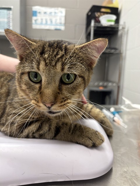 Shelter Stray Male Cat last seen Near, 5001 E Raymond St, Indianapolis, IN 46203, USA