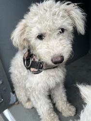 Shelter Stray Female Dog last seen , 4275 Elton St, Baldwin Park, CA 91706, USA