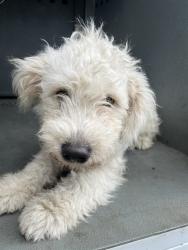 Shelter Stray Male Dog last seen , 4275 Elton St, Baldwin Park, CA 91706, USA