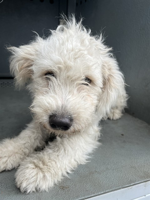 Shelter Stray Male Dog last seen , 4275 Elton St, Baldwin Park, CA 91706, USA
