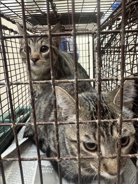 Shelter Stray Female Cat last seen , 3201 Lacy St, Los Angeles, CA 90031, USA