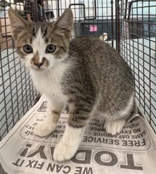 Shelter Stray Male Cat last seen , West Valley Animal Shelter, 20655 Plummer St, Chatsworth, CA 91311, USA
