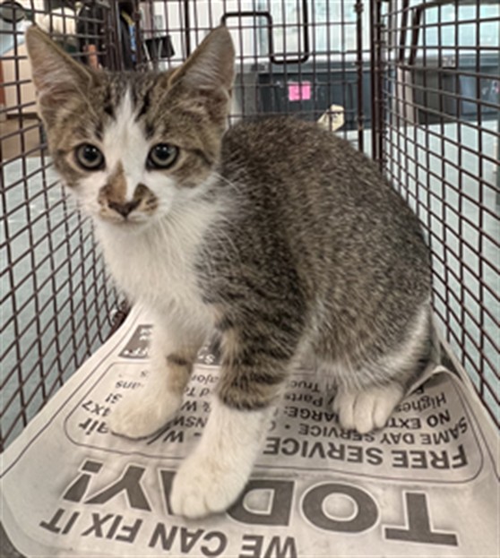 Shelter Stray Male Cat last seen , West Valley Animal Shelter, 20655 Plummer St, Chatsworth, CA 91311, USA