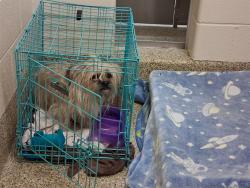 Shelter Stray Unknown Dog last seen Near BLOCK PROMINENT MESA VW, COLORADO SPRINGS CO 80924, 610 Abbot Ln, Colorado Springs, CO 80905, USA