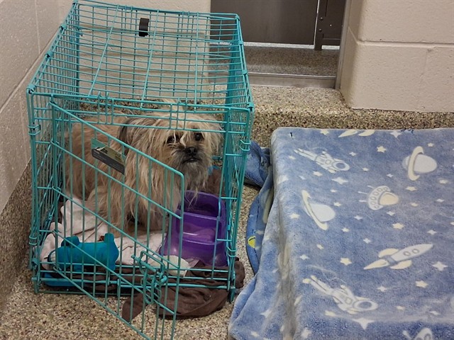 Shelter Stray Unknown Dog last seen Near BLOCK PROMINENT MESA VW, COLORADO SPRINGS CO 80924, 610 Abbot Ln, Colorado Springs, CO 80905, USA