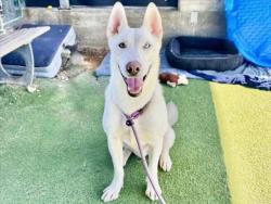 Shelter Stray Male Dog last seen , 11361 W Pico Blvd, Los Angeles, CA 90064, USA