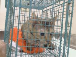 Shelter Stray Female Cat last seen CAMINO PARK CT/EL CAMINO AVE, CARMICHAEL CA 95608, 3839 Bradshaw Rd, Sacramento, CA 95827, USA