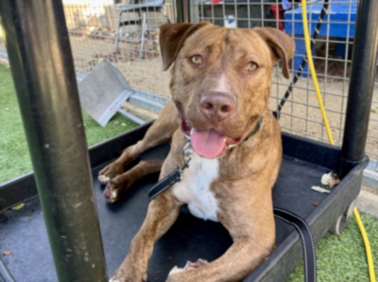 Shelter Stray Male Dog last seen , 11361 W Pico Blvd, Los Angeles, CA 90064, USA