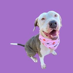 Shelter Stray Female Dog last seen Near BLOCK GENERAL BEALE RD, ARVIN CA 93203, 3951 Fruitvale Ave, Bakersfield, CA 93308, USA
