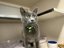 Shelter Stray Female Cat last seen Near BLOCK DARREN ST, CASTLE ROCK, 4556 Castleton Ct, Castle Rock, CO 80109, USA