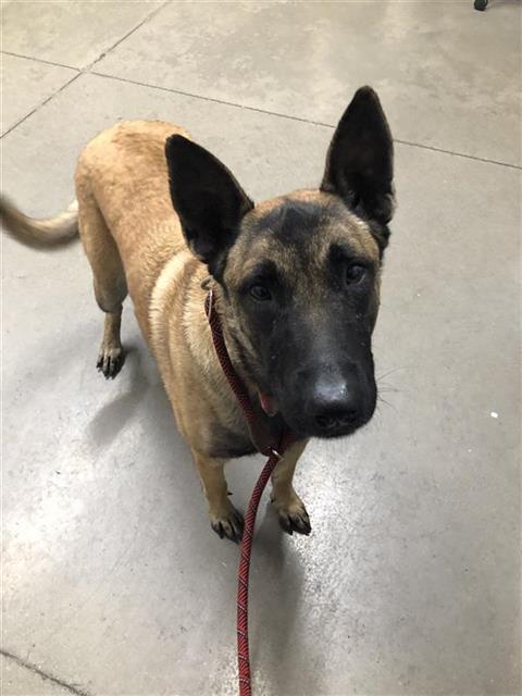 Shelter Stray Female Dog last seen Near BLOCK E UNIVERSITY AVE, FRESNO CA 93703 3564, 5277 E Airways Blvd, Fresno, CA 93727, USA