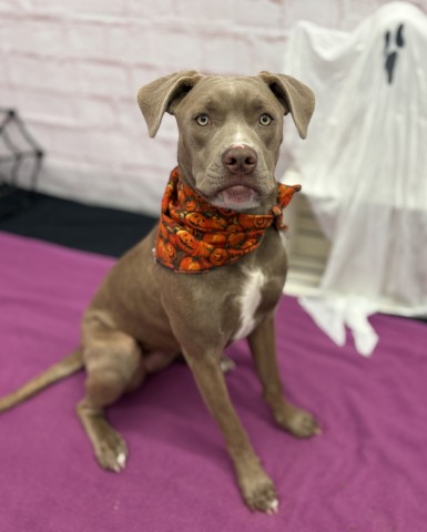 Shelter Stray Female Dog last seen Near BLOCK ASHTON AVE, DETROIT MI 48228, 1431 E Ferry St, Detroit, MI 48211, USA
