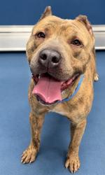 Shelter Stray Male Dog last seen Near BLOCK LONGFELLOW ST, DETROIT MI 48206, 1431 E Ferry St, Detroit, MI 48211, USA