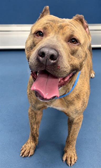 Shelter Stray Male Dog last seen Near BLOCK LONGFELLOW ST, DETROIT MI 48206, 1431 E Ferry St, Detroit, MI 48211, USA