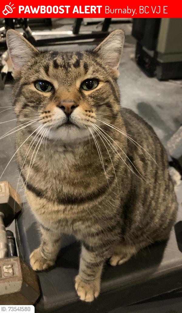 Lost Male Cat last seen Patterson and Marine Drive, Burnaby, BC V5J 3E5