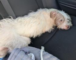 Shelter Stray Male Dog last seen Near BLOCK MCDOUGALL ST, DETROIT MI 48207, 1431 E Ferry St, Detroit, MI 48211, USA