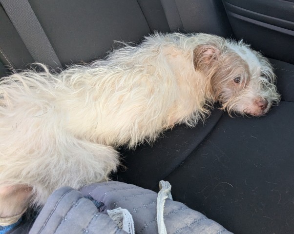 Shelter Stray Male Dog last seen Near BLOCK MCDOUGALL ST, DETROIT MI 48207, 1431 E Ferry St, Detroit, MI 48211, USA