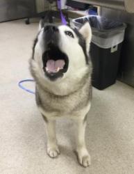 Shelter Stray Female Dog last seen Near BLOCK VERBENA DR, RIVERSIDE CA 92504, 6851 Van Buren Boulevard, Jurupa Valley, CA 92509, USA