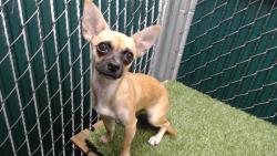 Shelter Stray Female Dog last seen , 11258 Garfield Ave, Downey, CA 90242, USA