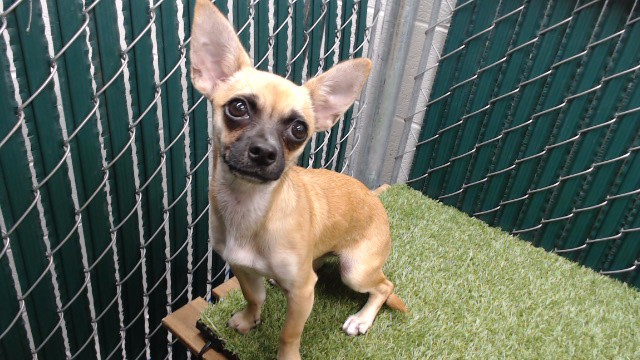 Shelter Stray Female Dog last seen , 11258 Garfield Ave, Downey, CA 90242, USA