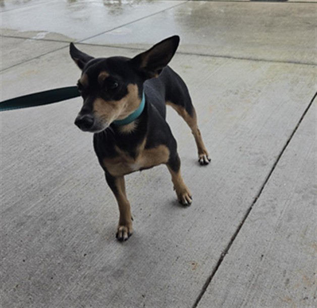 Shelter Stray Male Dog last seen Near BLOCK MARGATE BLVD, MARGATE FL 33063, 2400 SW 42nd St, Fort Lauderdale, FL 33312, USA