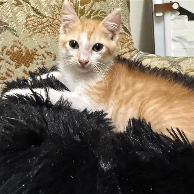 Shelter Stray Male Cat last seen Near BLOCK QUERIDA, 4710 TX-151, San Antonio, TX 78227, USA