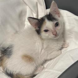Shelter Stray Female Cat last seen Near BLOCK QUERIDA, 4710 TX-151, San Antonio, TX 78227, USA