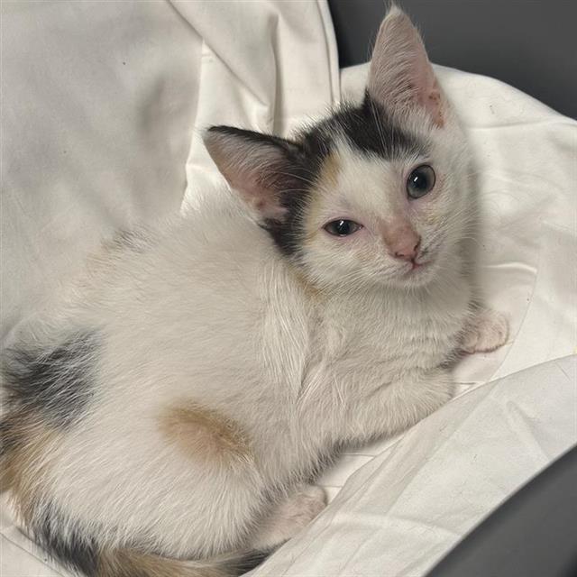 Shelter Stray Female Cat last seen Near BLOCK QUERIDA, 4710 TX-151, San Antonio, TX 78227, USA