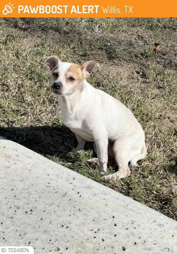 Found/Stray Female Dog last seen Calvary road, Longmont st, Willis, TX 77378