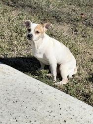 Found/Stray Female Dog last seen Calvary road, Longmont st, Willis, TX 77378