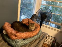 Reunited Female Cat last seen Near 22nd Ave, San Mateo, CA 94403