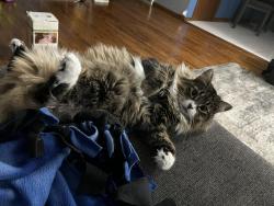 Reunited Female Cat last seen Mercy hosp, Coon Rapids, MN 55433