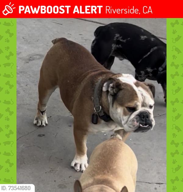 Lost Male Dog last seen Canyon ridge and van buren, Riverside, CA 92503