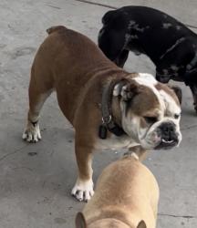 Lost Male Dog last seen Canyon ridge and van buren, Riverside, CA 92503