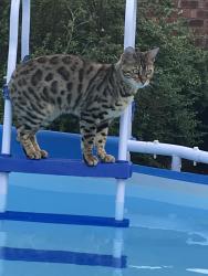 Lost Male Cat last seen Shropham Road, Great Hockham, England 